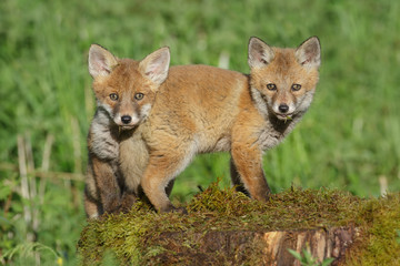Two of a kind, foxes on a tree stump