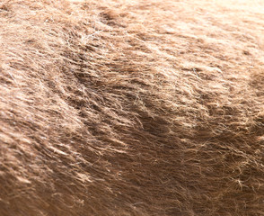 horse hair as background