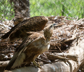 eagle on the nature