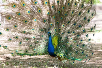 Fotobehang beautiful bird peacock © schankz