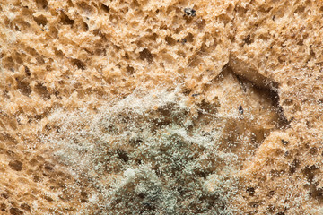 mold on bread. macro