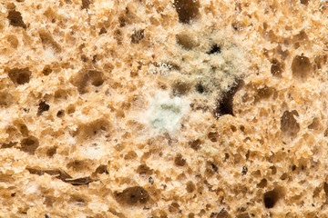 mold on bread. macro
