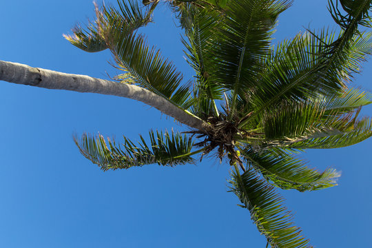 palm with sky