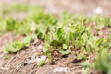 garden sorrel