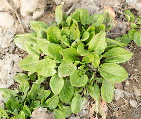 garden sorrel