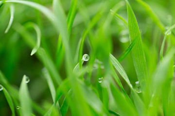 drops of dew on the grass. macro