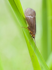 Köcherfliege