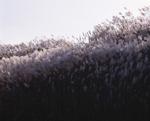 The image of beautiful nature