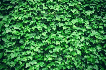 Papier Peint photo autocollant Printemps Thick green ivy leaves background