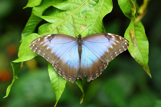 Blue Morpho butterfly with spread wings