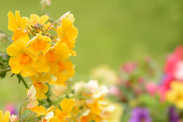 Garten 151 © K.-U. Häßler