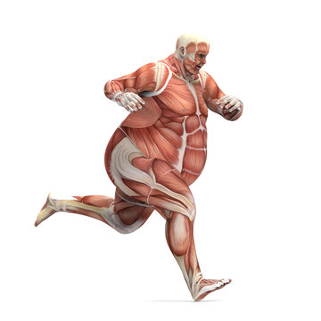 anatomy obese man running