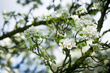 Horizontal colour image of pear tree in bloom