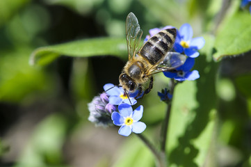 Bee in flower