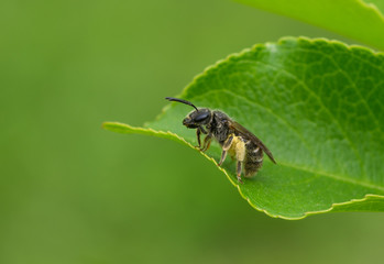 Small bee having short rest on a leaf