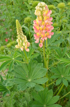 rosa Lupinen