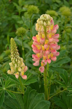 Lupinen