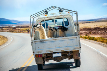 Three lamas with traditional ear tags ride in a truck