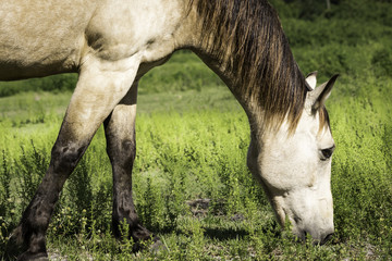 Naklejka na ściany i meble Horse Standing Chewing On Grass