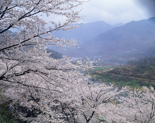 The image of beautiful nature