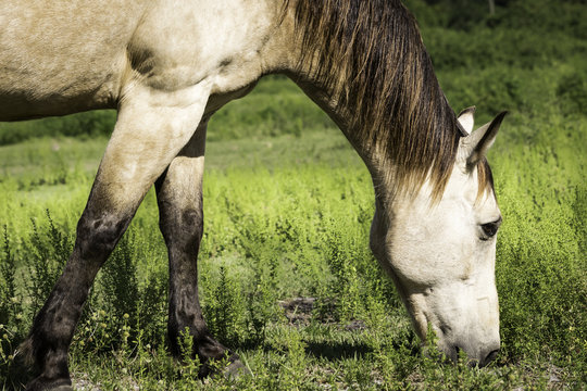 Horse Standing Chewing On Grass