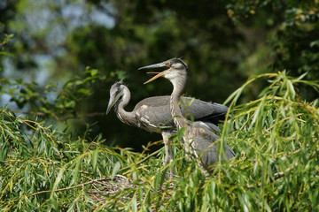 Grey Heron, Ardea cinerea