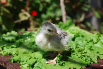 Chicken