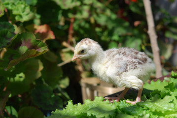 Chicken