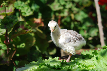 Chicken