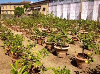 lemon garden in Boboli