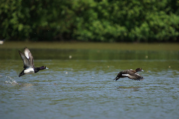 Tufted Duck, Aythya fuligula