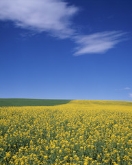 Obraz premium The image of beautiful nature