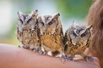 girl holding on a hand of beautiful owls