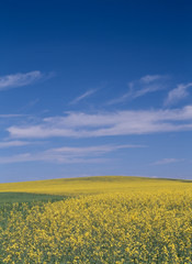 Obraz premium The image of beautiful nature