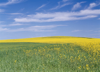 Fototapeta premium The image of beautiful nature