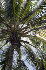 Obraz premium Coconut palm