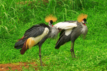 Pair of Crowned Crane birds