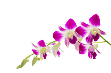 Obraz na płótnie Canvas Fioletowy kwiat orchidei wyizolowanych białym tle