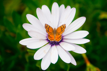 Mariposa posada sobre una flor