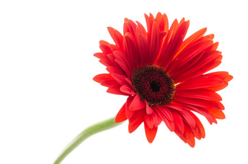 Gerbera