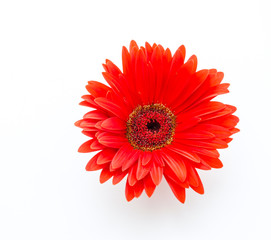 Gerbera