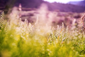 Obraz na płótnie Canvas Spring Mountain Meadow