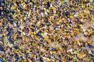 Gravel Under Water Background