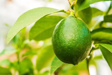 Lemon Tree Fruit