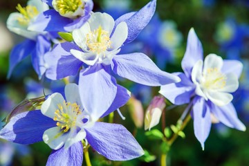 Spring Flowers Closeup