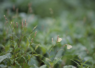 The image of beautiful nature