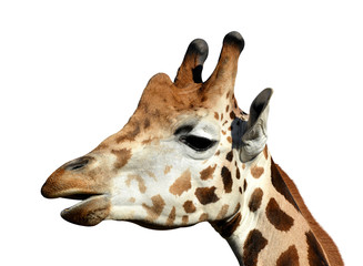 giraffe isolated on white background