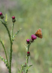 The image of beautiful nature