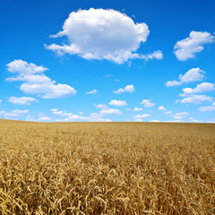 Naklejka premium golden wheat with blue sky