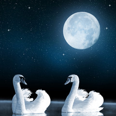 Swans on the lake in the night sky.